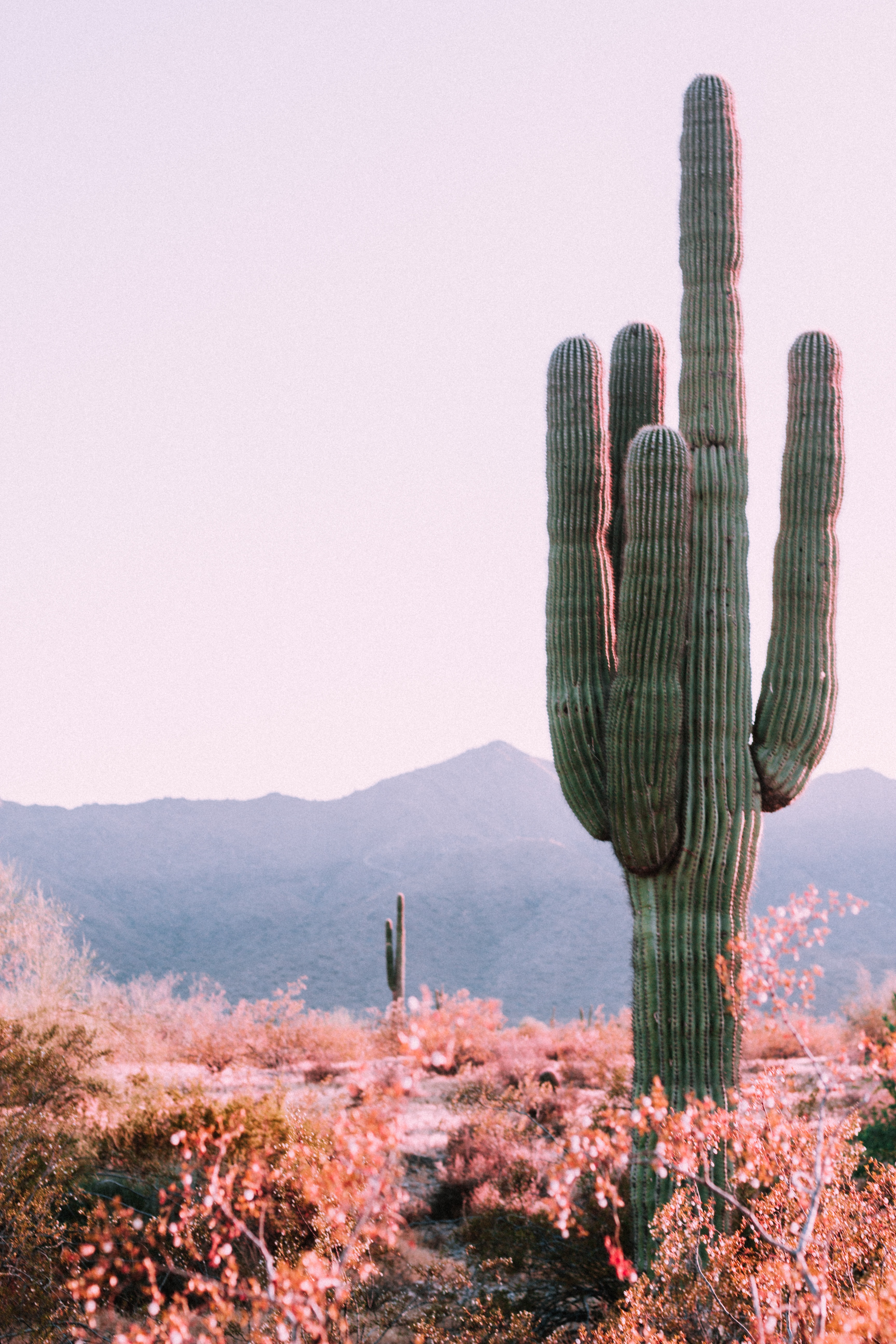 Grootste cactus ter wereld